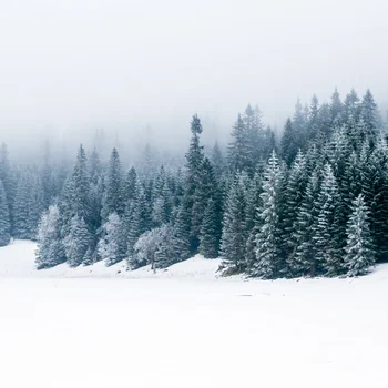 Reppert, Ihr Hotel in Hinterzarten im Schwarzwald Verschneiter Tannenwald im dichten Nebel