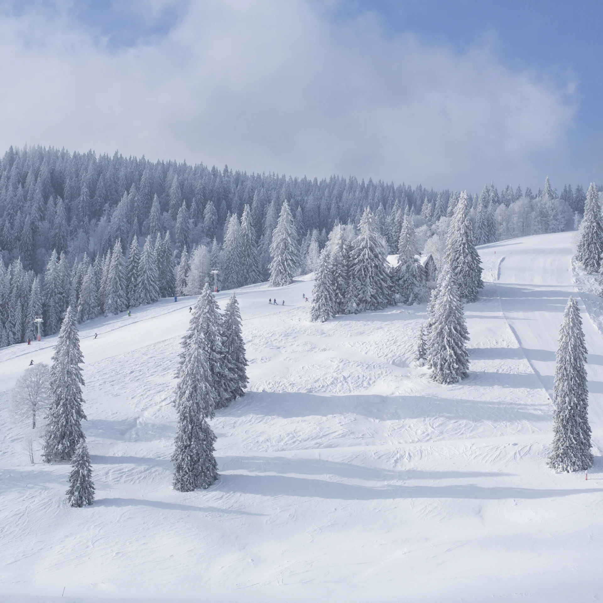 Reppert, Ihr Hotel in Hinterzarten im Schwarzwald Verschneite Tannen an einem sonnigen Wintertag mit blauem Himmel