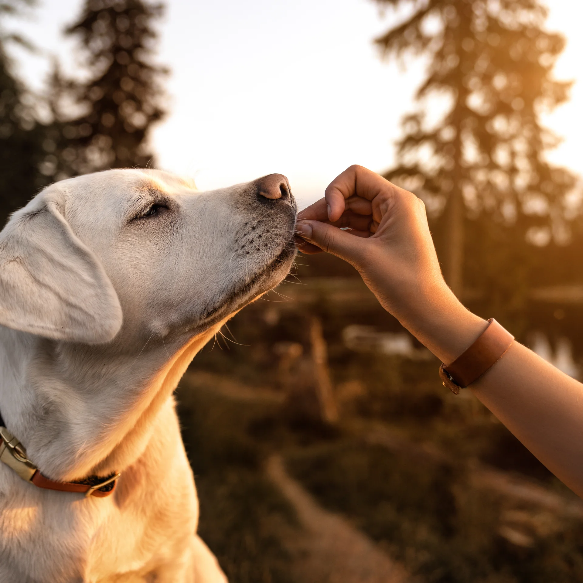 Reppert, Ihr Hotel in Hinterzarten im Schwarzwald Hand gibt Hund in Sonnenuntergang draußen Leckerli