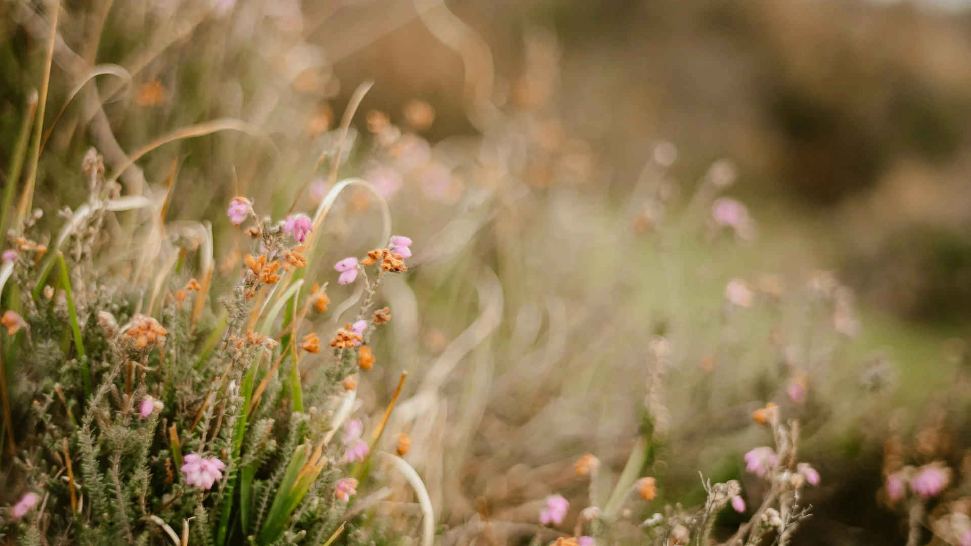 Your spa hotel in the Black Forest | Hotel Reppert Field with blurred wildflowers and grasses in the foreground