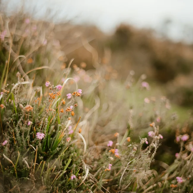 Your spa hotel in the Black Forest | Hotel Reppert Field with blurred wildflowers and grasses in the foreground
